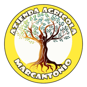 logo marcantonio 500 png (1)