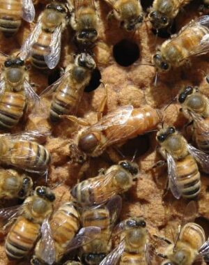 Nucleo di Api Ligustiche