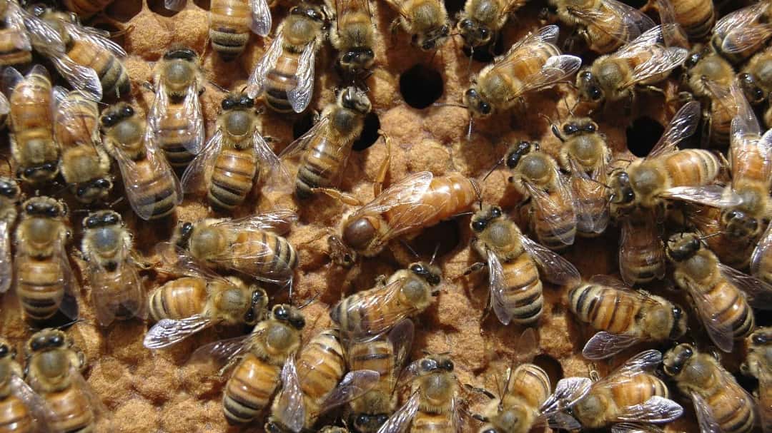Nucleo di Api Ligustiche
